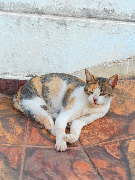 gato
